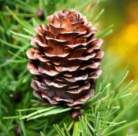 Europäische Lärche - Larix decidua 50-80 cm, 3-jährig verschulter Sämling wurzelnackt
