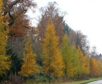 Europäische Lärche - Larix decidua 50-80 cm, 3...