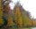 Europäische Lärche - Larix decidua 50-80 cm, 3-jährig verschulter Sämling wurzelnackt