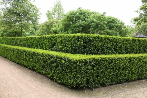 Heimische Eibe - Taxus baccata 18-24 cm, 4jährig v.Säml., im Topf