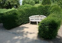 Heimische Eibe - Taxus baccata 18-24 cm, 4jährig v.Säml., im Topf