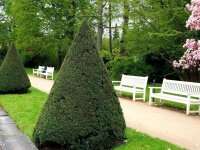 Heimische Eibe - Taxus baccata 18-24 cm, 4jährig v.Säml., im Topf