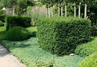 Heimische Eibe - Taxus baccata 18-24 cm, 4jährig v.Säml., im Topf