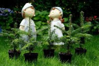 Nordmanntanne - Abies nordmanniana