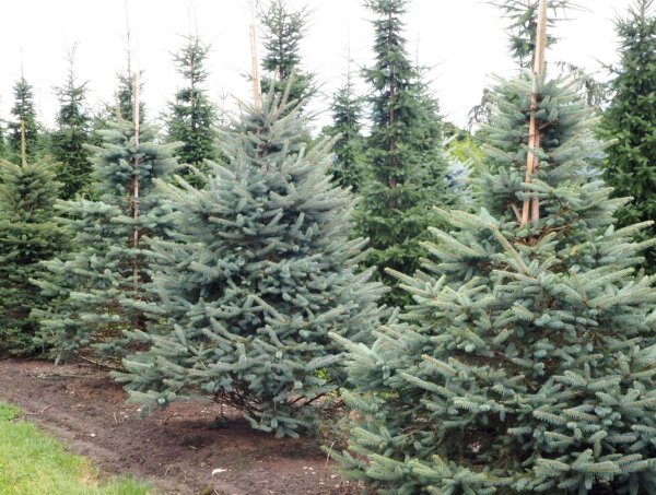 Blaufichte (keine Blautanne) - Picea pungens Glauca