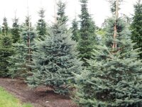 Blaufichte (keine Blautanne) - Picea pungens Glauca