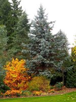 Blaufichte (keine Blautanne) - Picea pungens Glauca