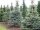 Blaufichte (keine Blautanne) - Picea pungens Glauca