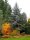 Blaufichte (keine Blautanne) - Picea pungens Glauca