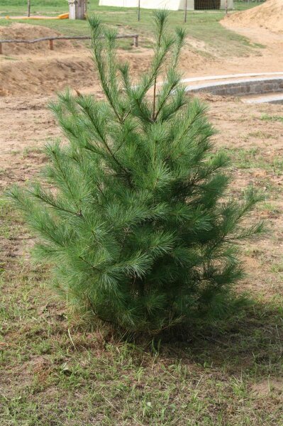 Weymouths-Kiefer - Pinus strobus 4-jährig verschulter Sämling