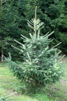 Sitka-Fichte - Picea sitchensis