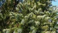 Douglasie - Pseudotsuga menziesii viridis