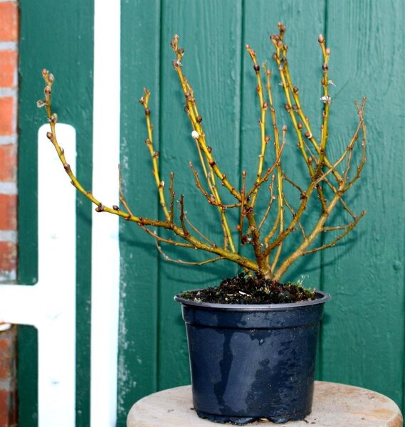 Wollweide- Salix lanata, 12,95