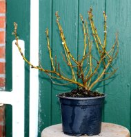 Wollweide- Salix lanata 30-40 cm, im Container