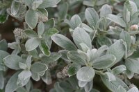 Wollweide- Salix lanata 30-40 cm, im Container