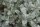 Wollweide- Salix lanata 30-40 cm, im Container