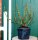 Wollweide- Salix lanata 30-40 cm, im Container
