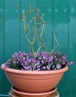 Schweizer Weide - Salix helvetica 30-40 cm, im Container