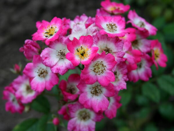 Strauchrose Mozart karminrosa mit weißer Mitte, offene Blüte