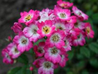 Strauchrose Mozart karminrosa mit weißer Mitte,...