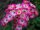 Strauchrose Mozart karminrosa mit weißer Mitte, offene Blüte