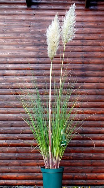 Pampasgras Cortaderia selloana