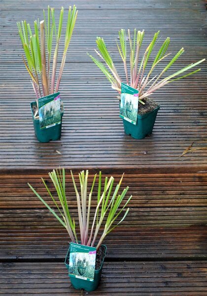 Pampasgras - Cortaderia selloana, weibliche Staude im 1-Liter Topf