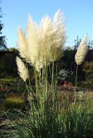 Pampasgras - Cortaderia selloana, weibliche Staude im 1-Liter Topf