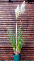 Pampasgras - Cortaderia selloana Staude im 5-Liter Container