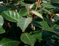 Wintergrüne Ölweide - Elaeagnus ebbingei