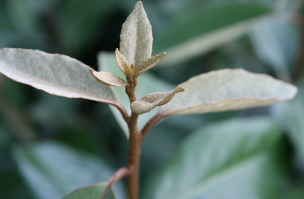 Wintergrüne Ölweide - Elaeagnus ebbingei 80-100 cm, Strauch im 7,5 Liter Container
