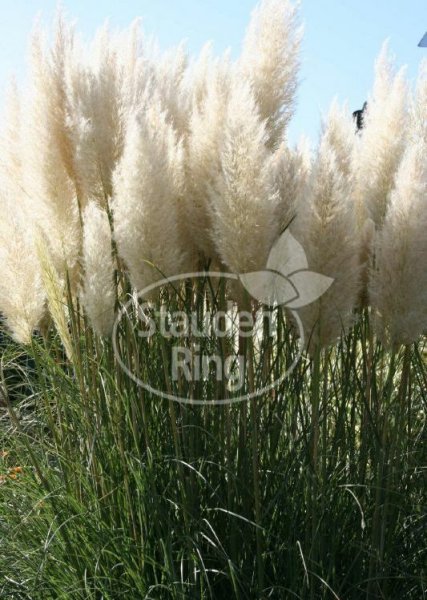 Pampasgras Pumila Cortaderia selloana