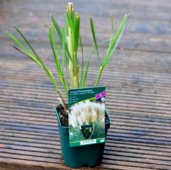 Pampasgras Pumila Cortaderia selloana Staude im 1-Liter Topf