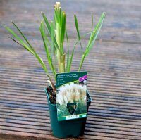 Pampasgras Pumila Cortaderia selloana Staude im 1-Liter Topf
