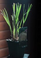 Pampasgras Pumila Cortaderia selloana Staude im 1-Liter Topf