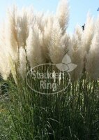 Pampasgras Pumila Cortaderia selloana Staude im 1-Liter Topf