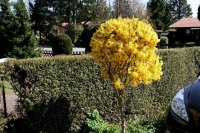 Forsythie - Goldglöchen Spectabilis  Stämmchen - Forsythia intermedia Spectabilis