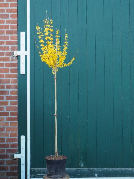 Forsythie - Goldglöchen Spectabilis  Stämmchen - Forsythia intermedia Spectabilis Stammhöhe, 120 cm, im 10 Liter Container