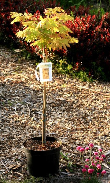 Japanischer Goldahorn Autumn Moon - Acer shirasawanum Autumn Moon St&auml;mmchen