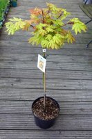 Japanischer Goldahorn Autumn Moon - Acer shirasawanum Autumn Moon St&auml;mmchen