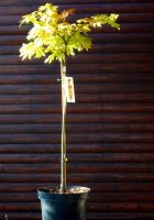 Japanischer Goldahorn Autumn Moon - Acer shirasawanum Autumn Moon St&auml;mmchen