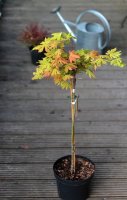 Japanischer Goldahorn Autumn Moon - Acer shirasawanum Autumn Moon St&auml;mmchen