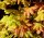 Japanischer Goldahorn Autumn Moon - Acer shirasawanum Autumn Moon St&auml;mmchen