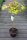 Japanischer Goldahorn Autumn Moon - Acer shirasawanum Autumn Moon St&auml;mmchen