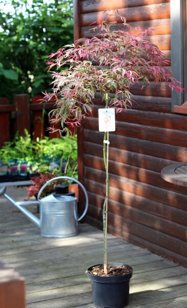 Japanischer Fächerahorn Pink Passion - Acer palmatum Pink Passion - Stämmchen, Stammhöhe, 80 cm, im 5-Liter Container