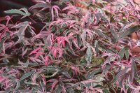 Japanischer Fächerahorn Pink Passion - Acer palmatum Pink Passion - Stämmchen, Stammhöhe, 80 cm, im 5-Liter Container