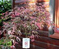 Japanischer Fächerahorn Pink Passion - Acer palmatum Pink Passion - Stämmchen, Stammhöhe, 80 cm, im 5-Liter Container