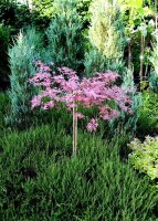 Japanischer Fächerahorn Pink Passion - Acer palmatum Pink Passion - Stämmchen, Stammhöhe, 80 cm, im 5-Liter Container