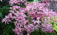 Japanischer Fächerahorn Pink Passion - Acer palmatum Pink Passion - Stämmchen, Stammhöhe, 80 cm, im 5-Liter Container