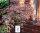 Japanischer Fächerahorn Pink Passion - Acer palmatum Pink Passion - Stämmchen, Stammhöhe, 80 cm, im 5-Liter Container